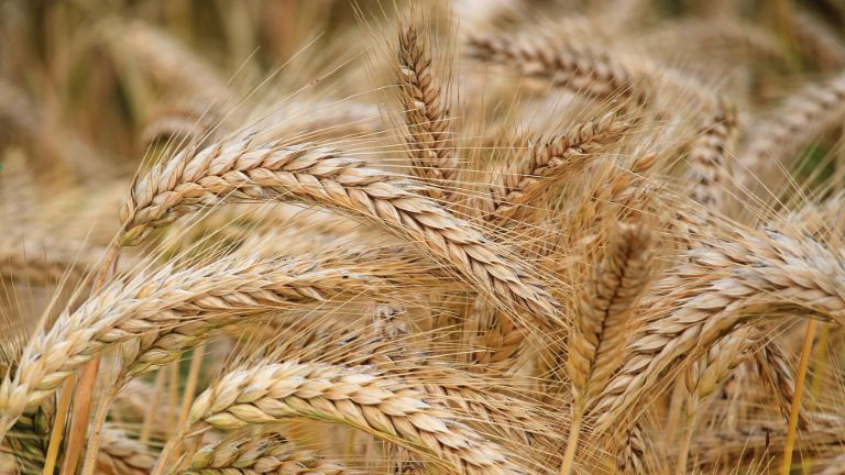 Malt production in Brazil