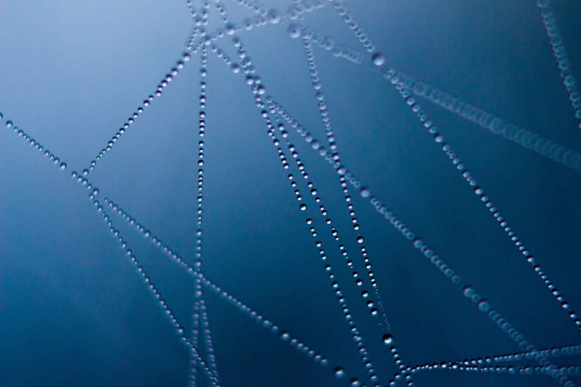 abstract-art-cobweb-connection-276223.jpg